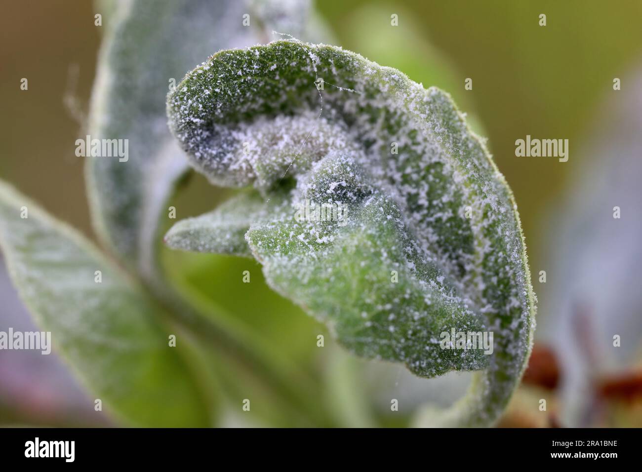 Primary infection of powdery mildew (Podosphaera leucotricha) on apple leaves and flowers. Stock Photo