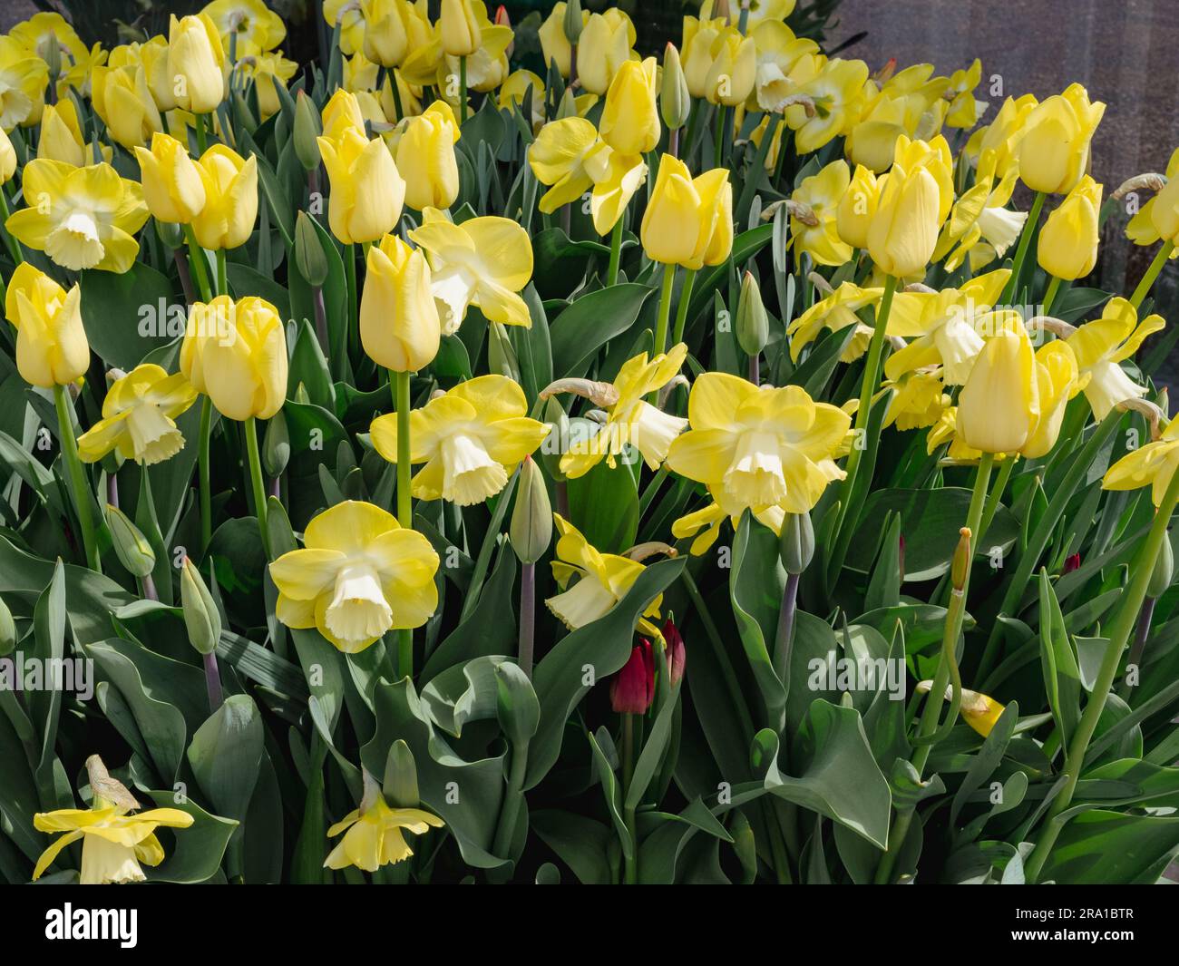 Yellow tulips and daffodils in a border Stock Photo - Alamy