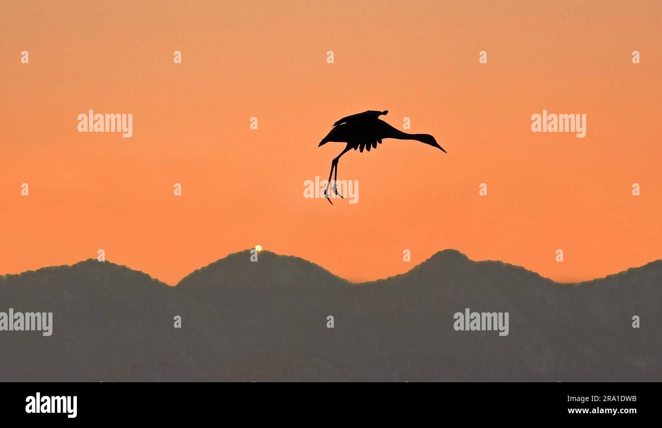 sandhill crane coming in for landing in corn field at sunset with