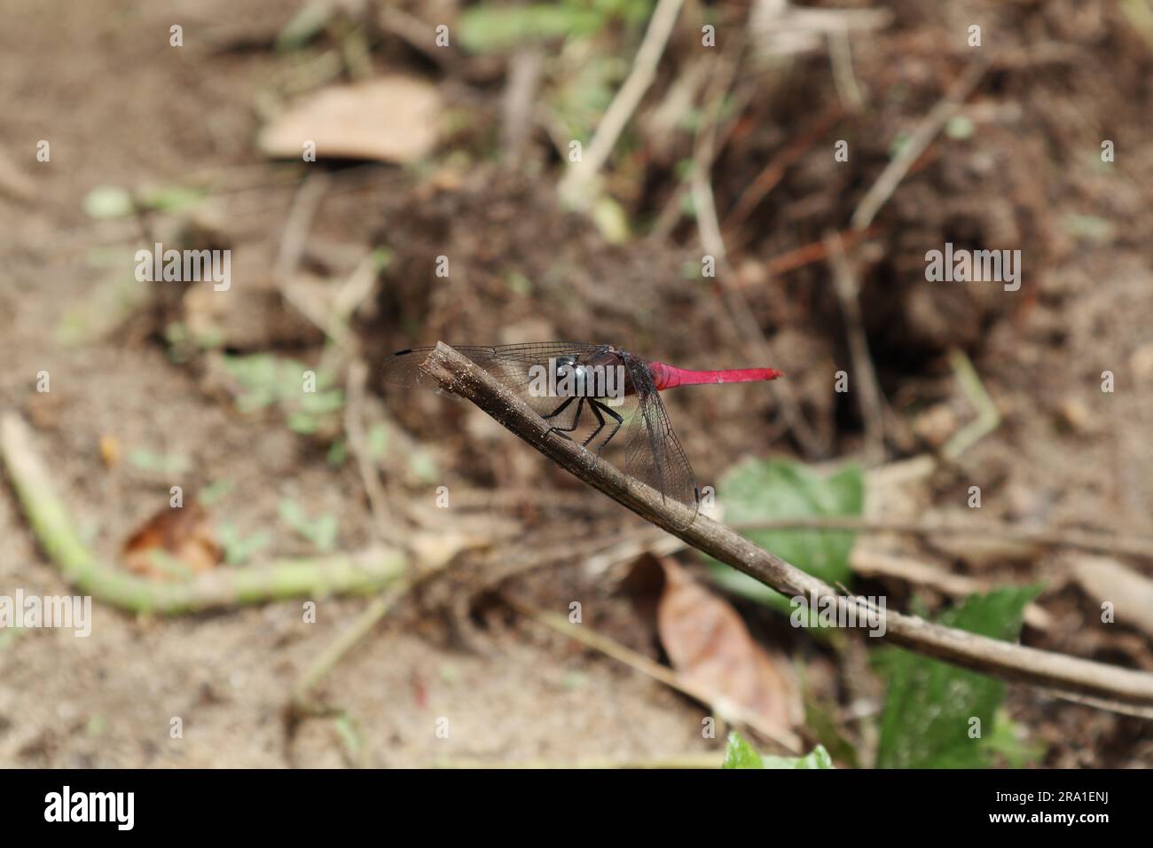 Side view of a male Crimson tailed marsh hawk (Orthetrum Pruinosum) perched on top of an elevated dry coconut leaf which has fallen on the ground Stock Photo