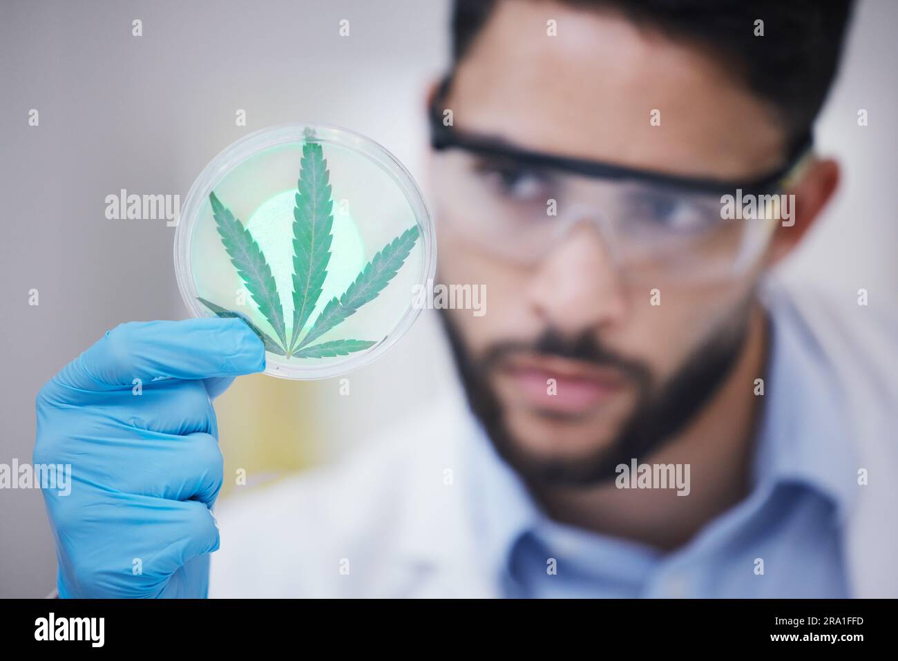 Marijuana, man or scientist with leaf sample for research