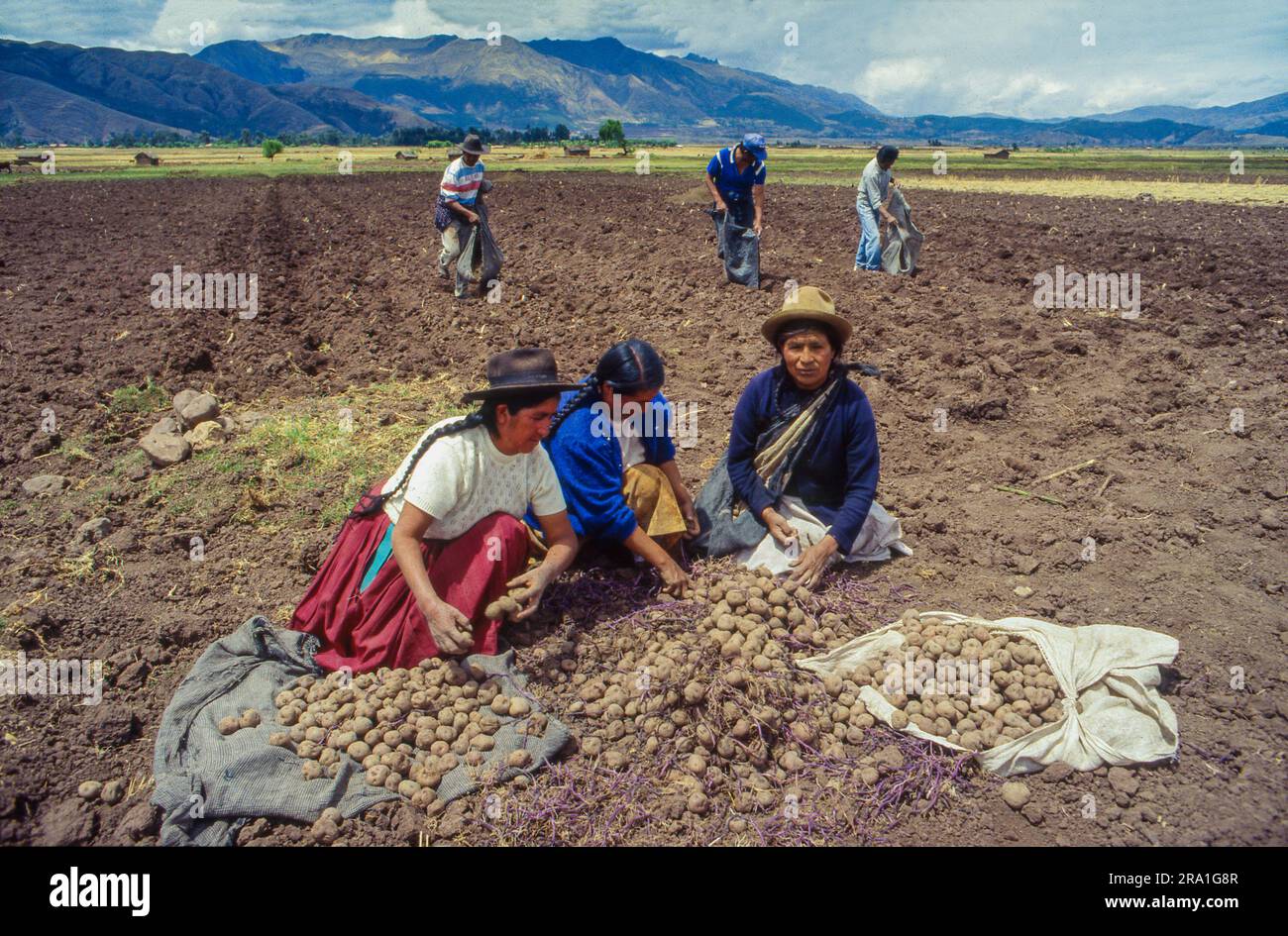Peru, Cusco region; Women on the field are selecting the harvested potatoes for seed potatoes, while men keep harvesting. Stock Photo