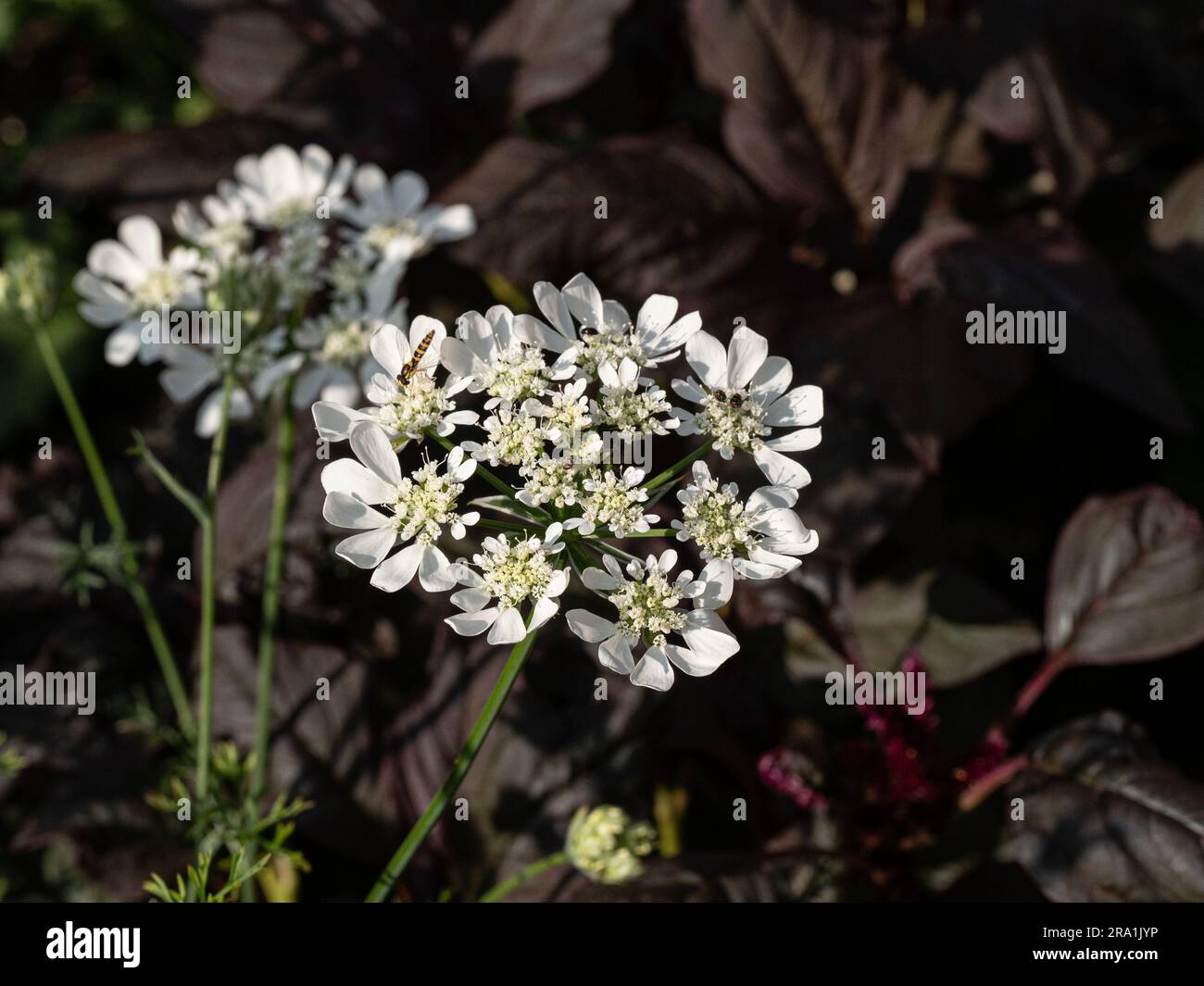 A clear white flowerhead of the popular annual Orlaya grandiflora Stock Photo
