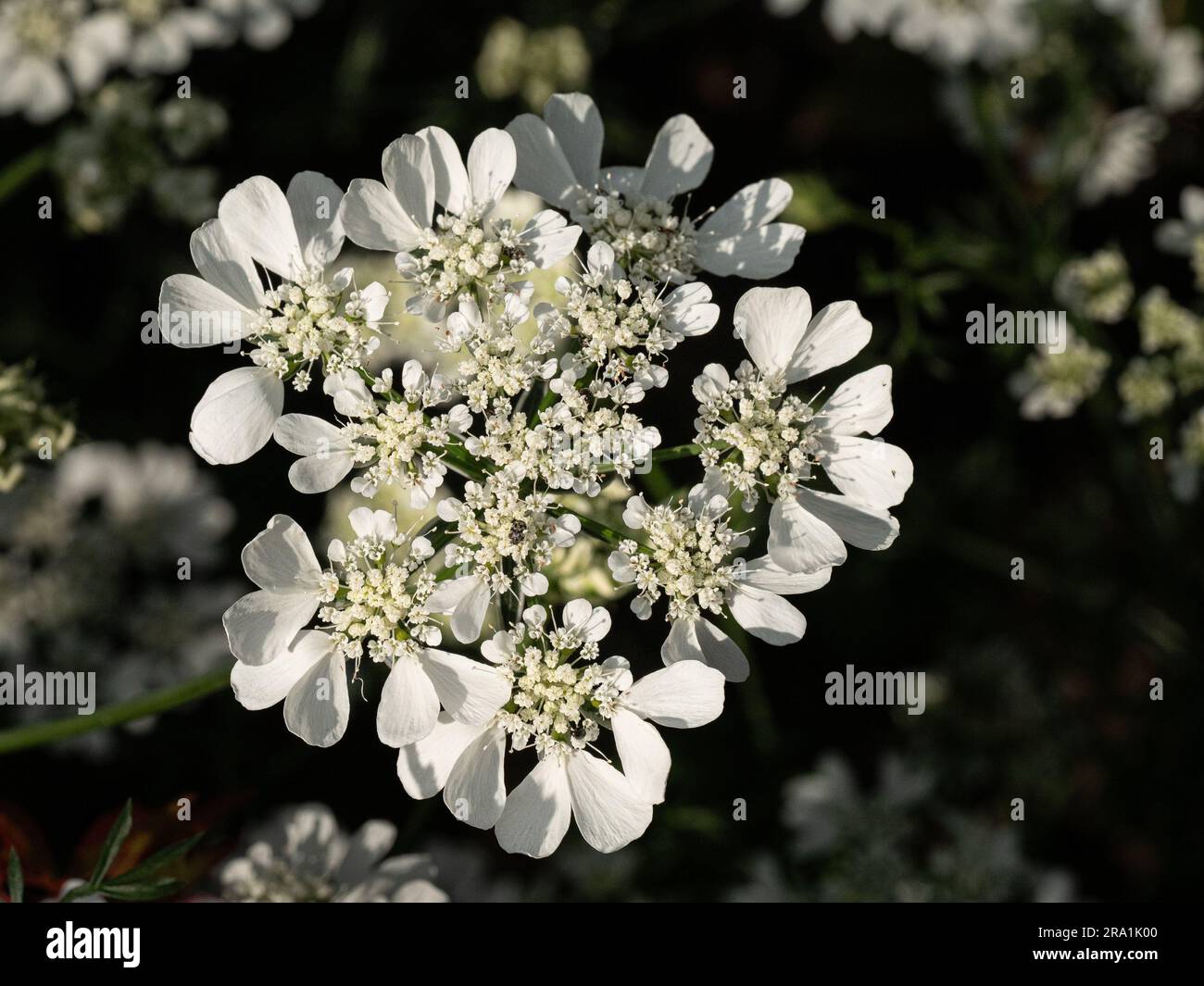 A clear white flowerhead of the popular annual Orlaya grandiflora Stock Photo