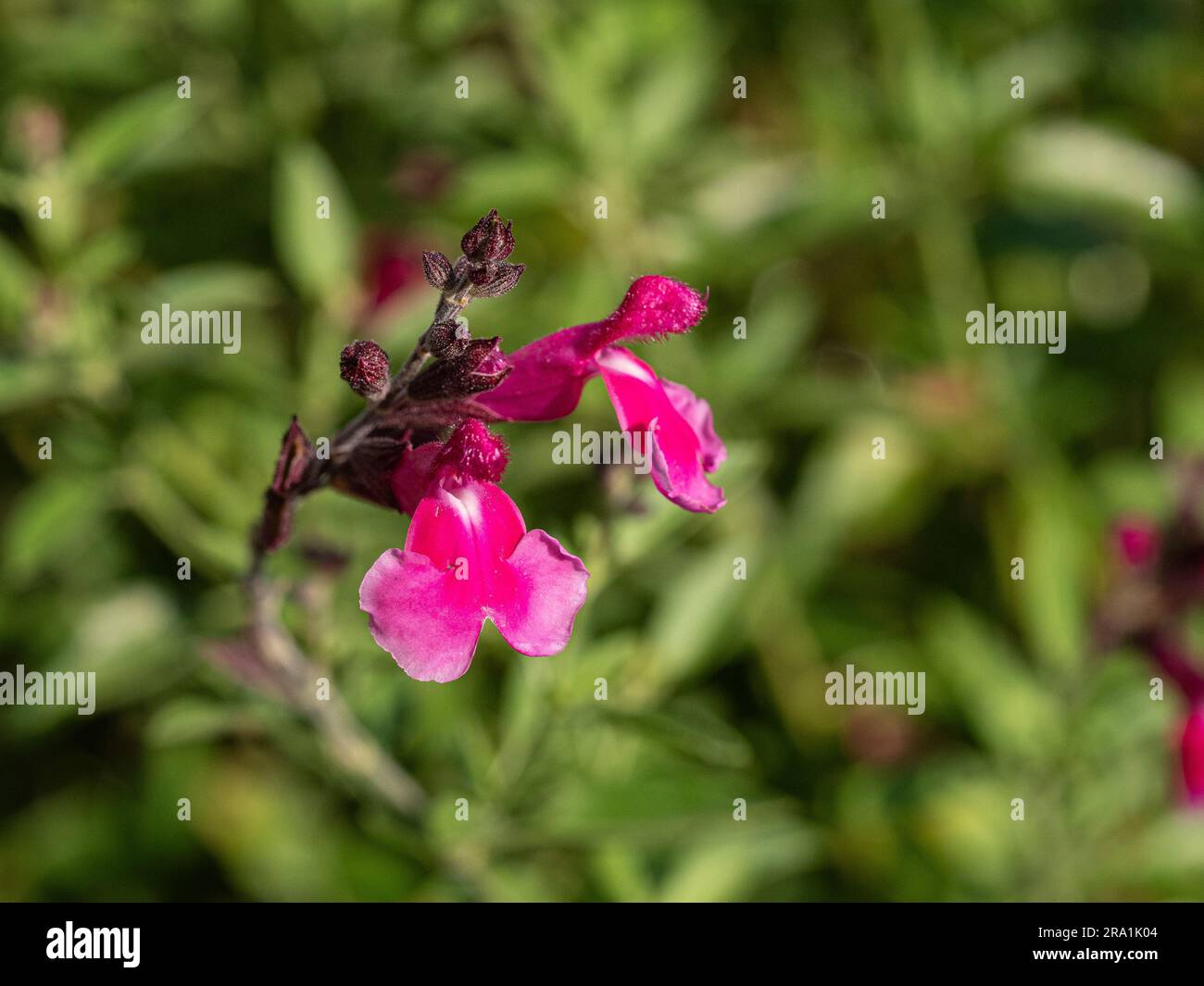 A close up of a single deep pink flower of the shrubby salvia, Salvia greggi 'Icing Sugar' Stock Photo