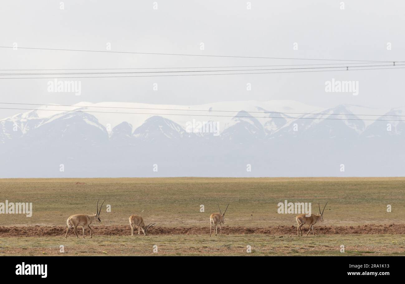 Qumar Wanic (230630) -- GOLMUD, June 30, 2023 (Xinhua) -- Tibetan antelopes forage ...