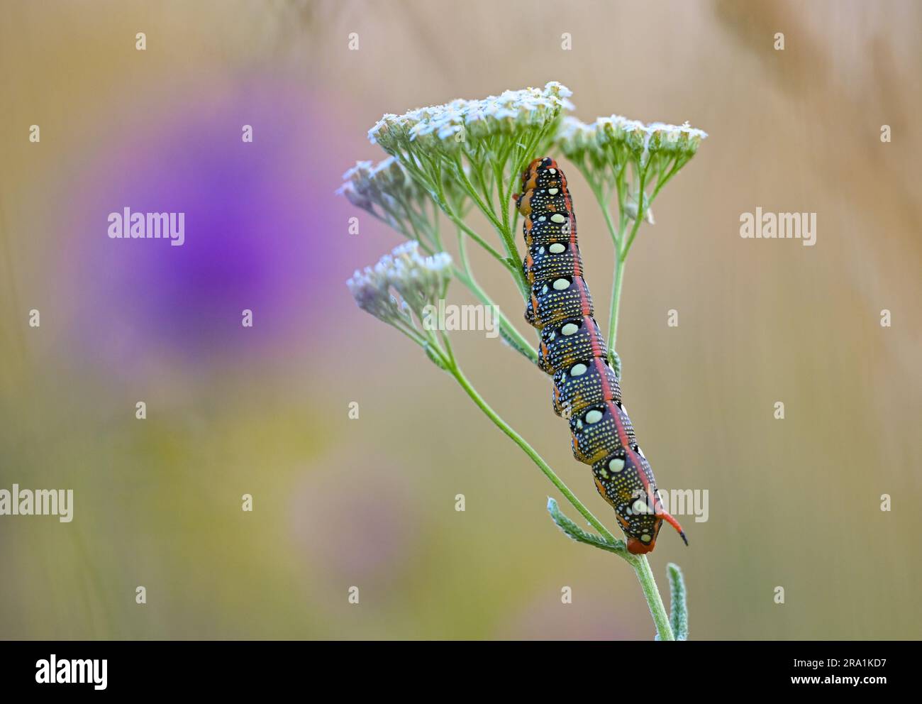 Black friday caterpillar new arrivals
