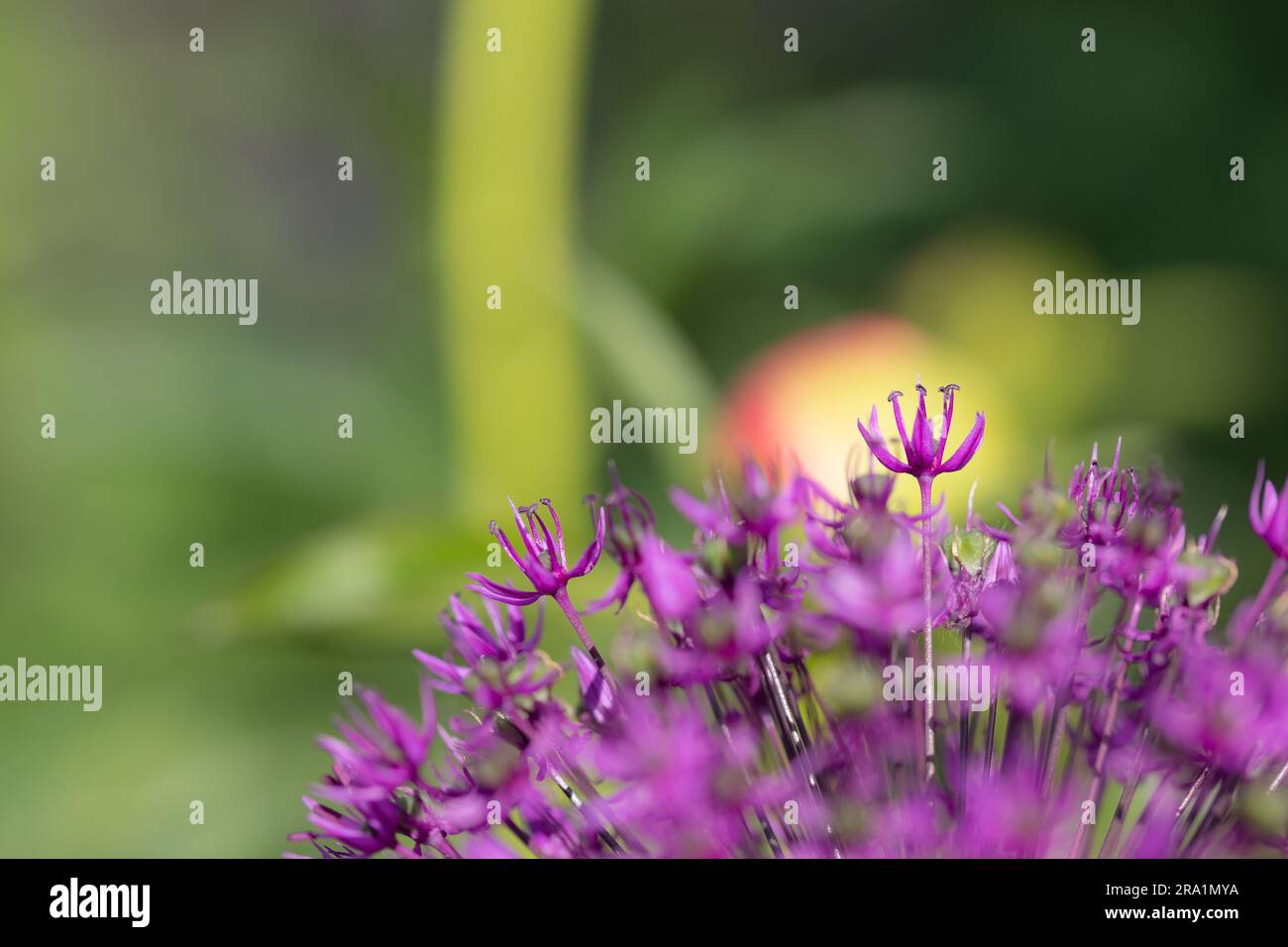 Close-up of blossoms of velvet allium lusitanicum with a blurred green background Stock Photo