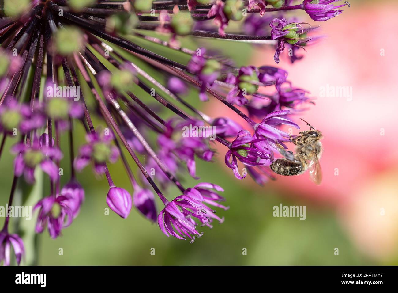 Close-up of a bee sitting on blossoms of velvet allium lusitanicum for harvesting Stock Photo