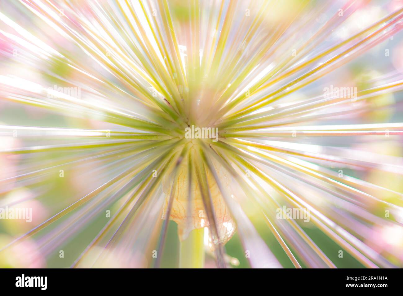 Close-up of the umbels of a garden leek (allium) with focus on the center Stock Photo