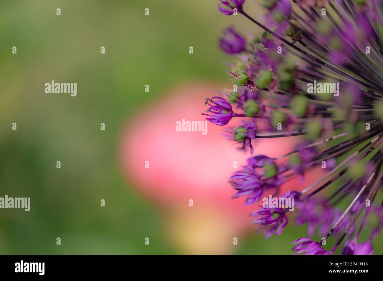 Close-up of blossoms of velvet allium lusitanicum in front of a blurred background Stock Photo