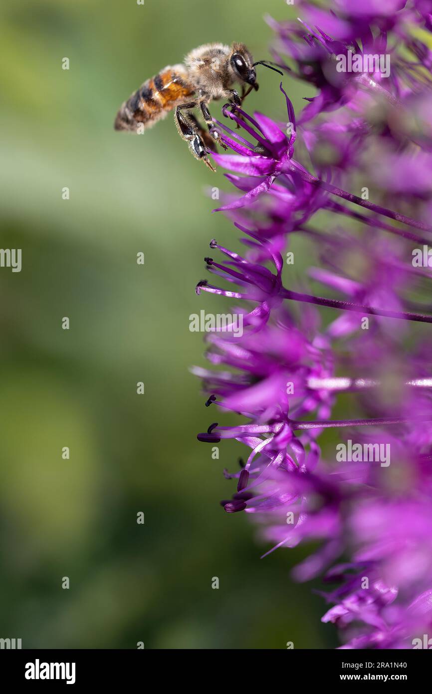 Close-up of a bee flying to blossoms of velvet allium lusitanicum for harvesting Stock Photo