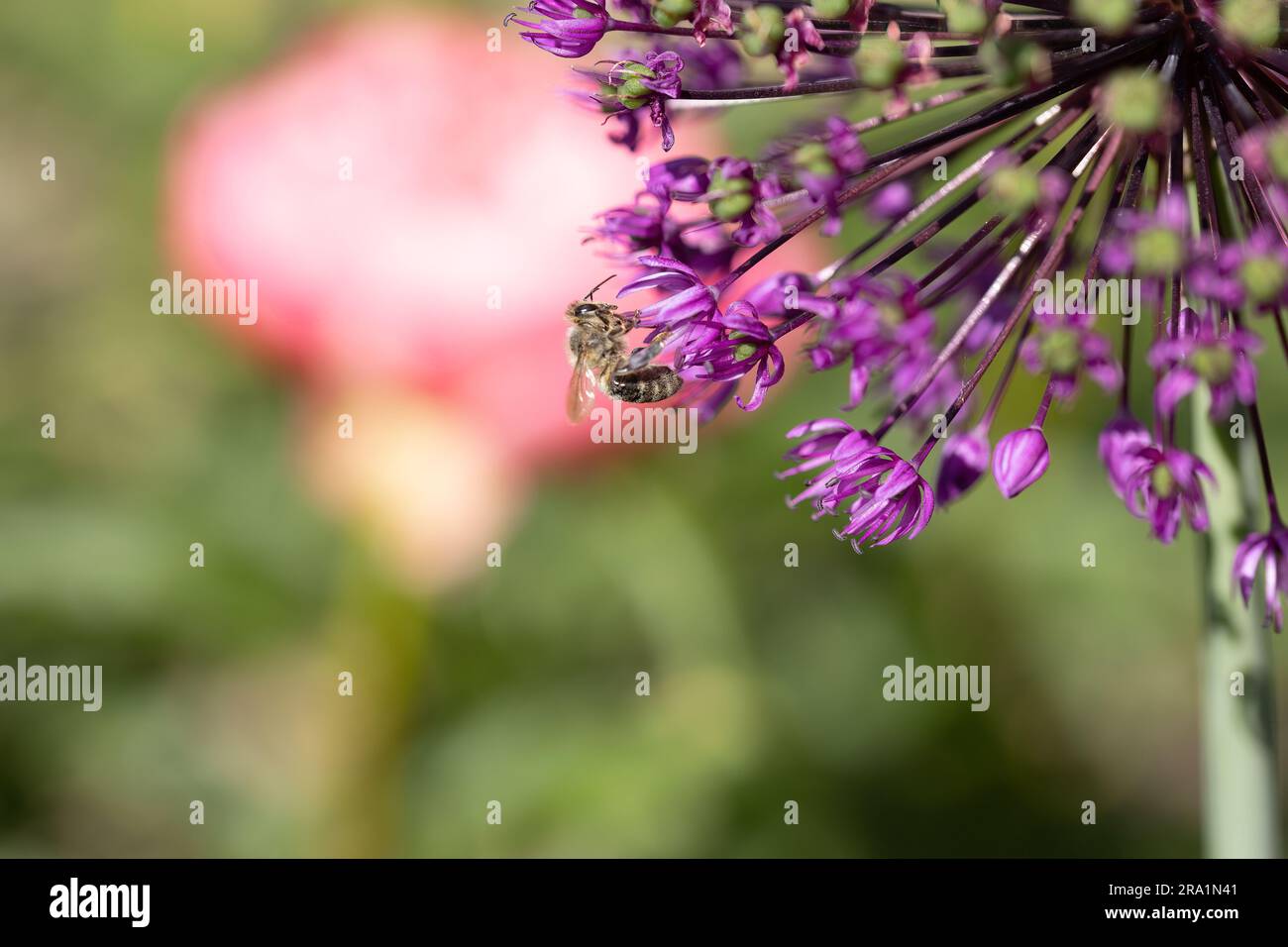 Close-up of a bee sitting on blossoms of velvet allium lusitanicum for harvesting Stock Photo