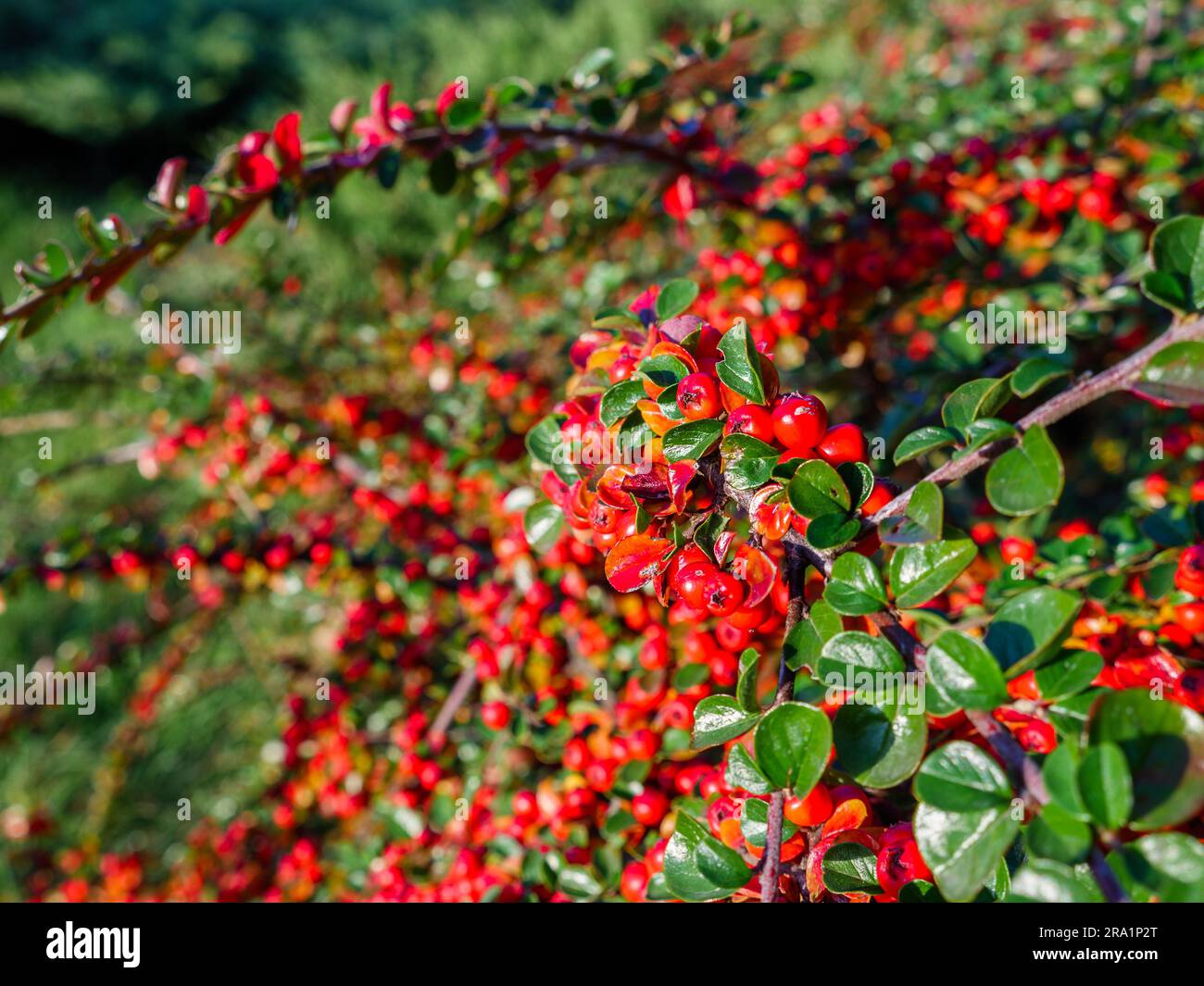 Gorgeous cotoneaster bush with long curvy tilted branches dotted with many small red and orange berries in a park on a sunny autumn day. Stock Photo