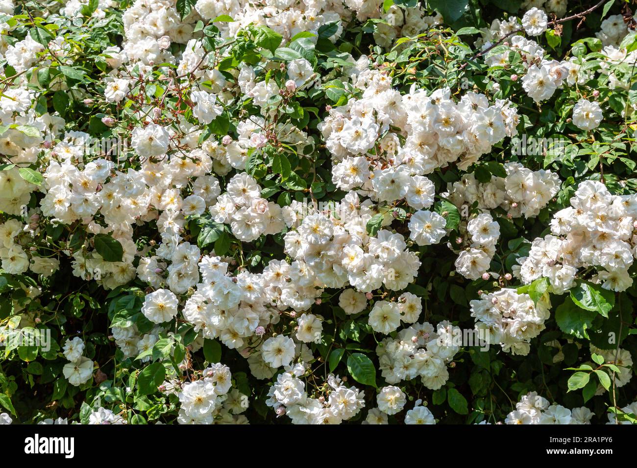 Climbing rose apple tree hi-res stock photography and images - Alamy