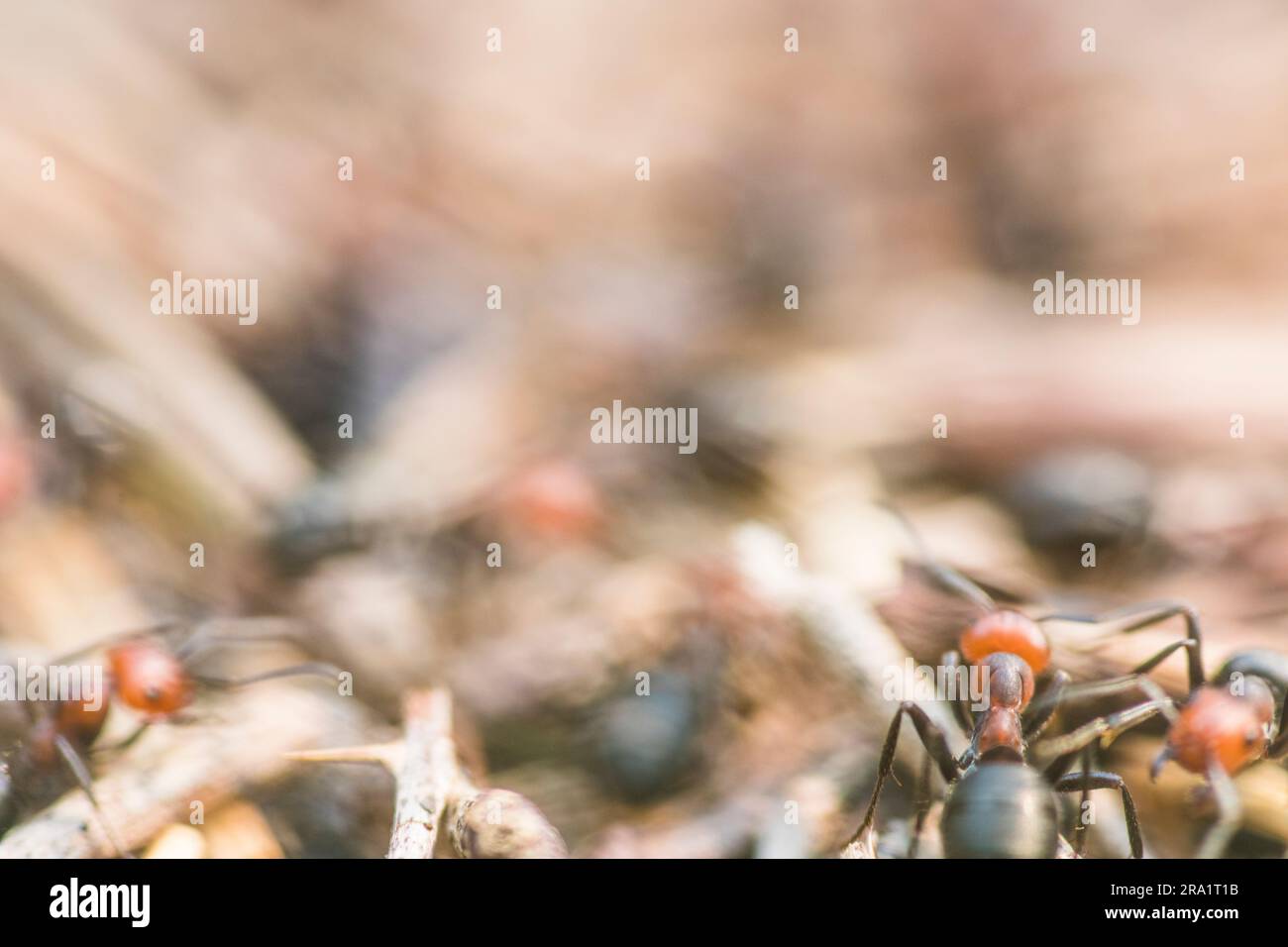 Close-up of carpenter ants Stock Photo