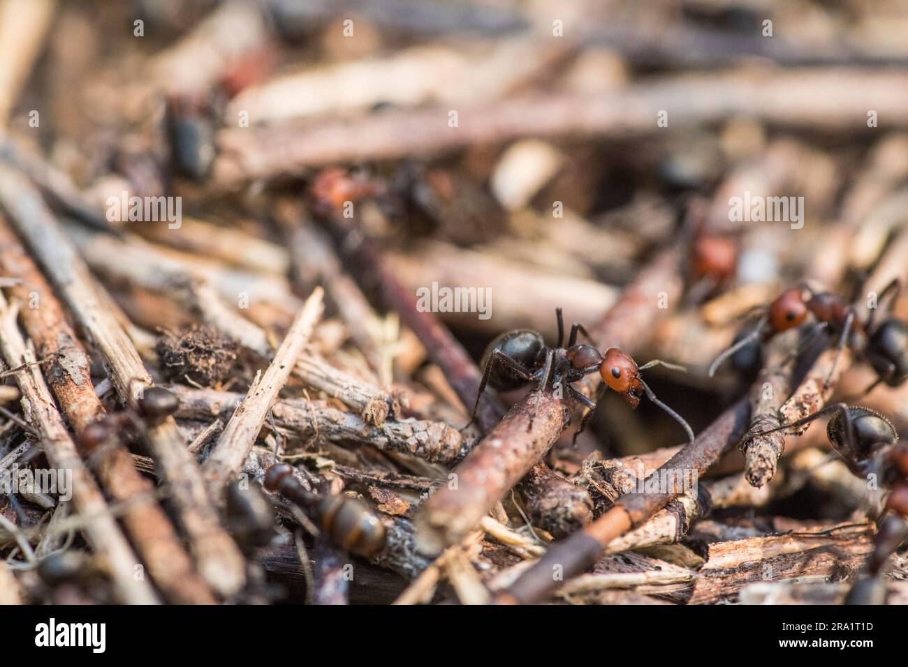 Close-up¬†of carpenter ants Stock Photo