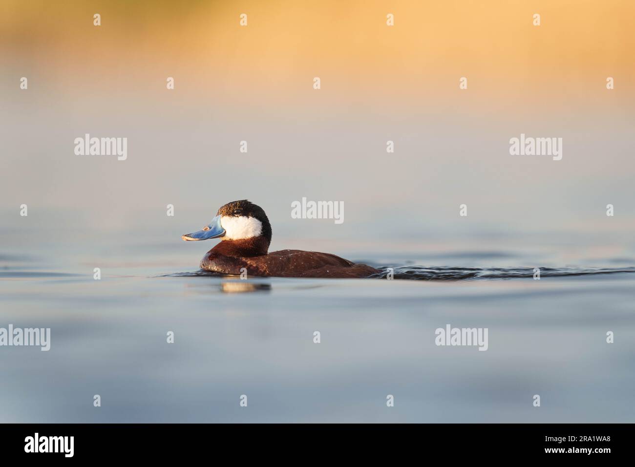 Male Ruddy Duck Swimming in the Water Stock Photo