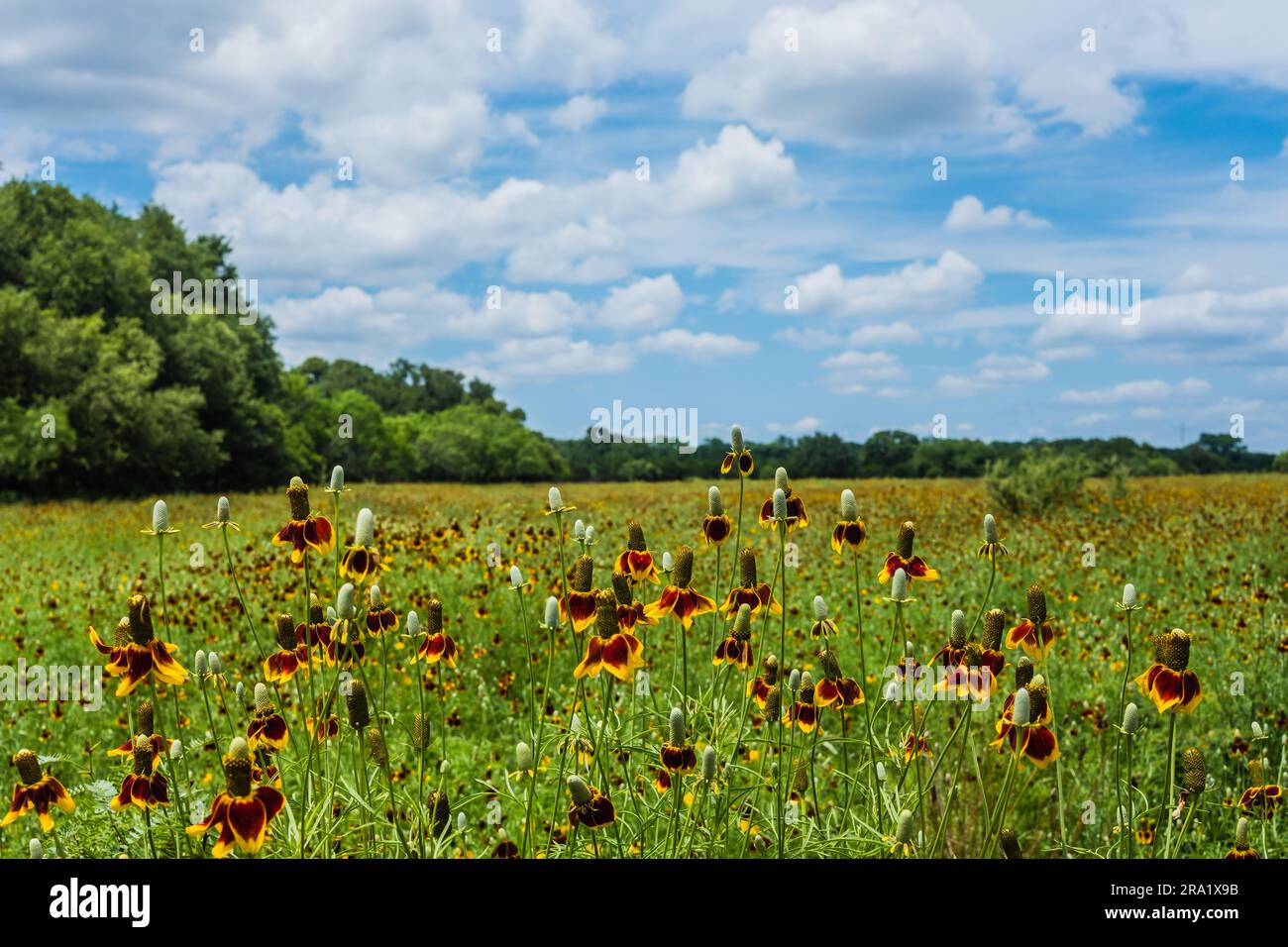 Field of wildflowers on Texas Hill Country ranch Stock Photo - Alamy