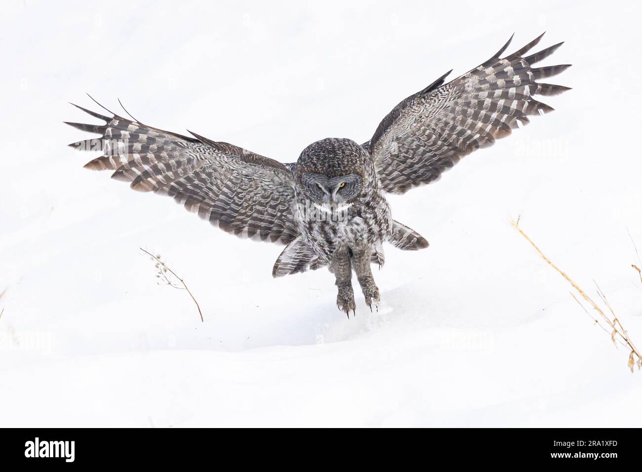 A great gray owl diving after prey in the snow of Bragg Creek Stock Photo