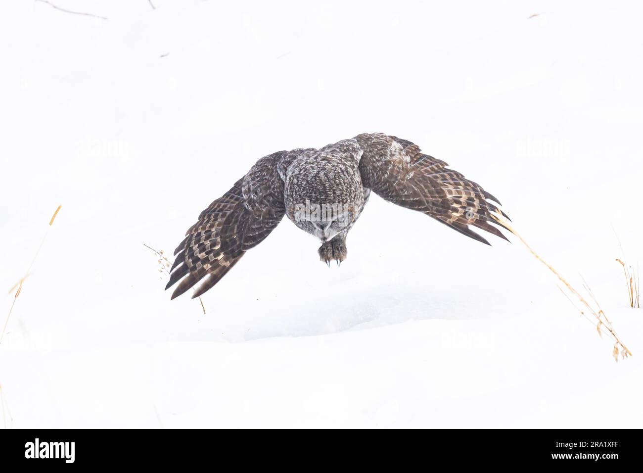 A great gray owl about to punch through the snow after prey in the snow of Bragg Creek Stock Photo