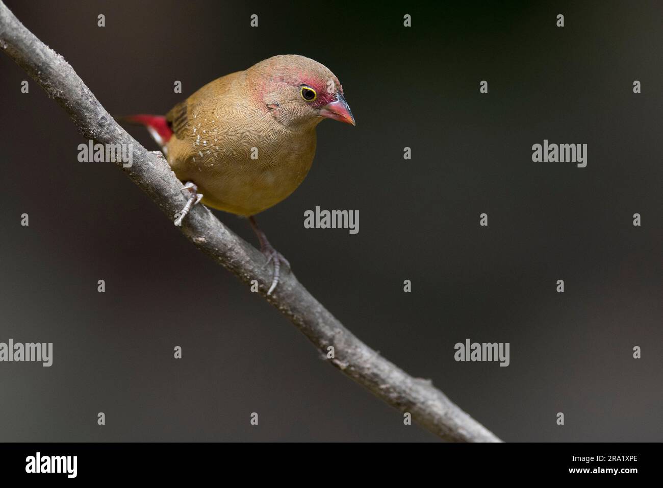Red-billed fire finch (Lagonosticta senegala), female perching on a branch, Gambia Stock Photo