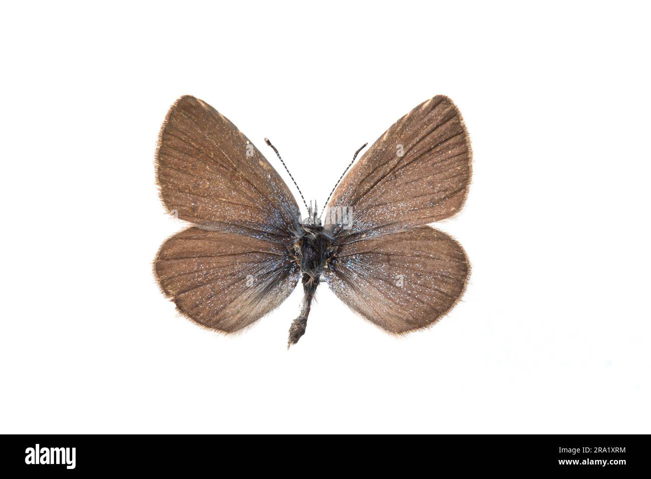 small blue (Cupido minimus), female, upperside, cut out Stock Photo