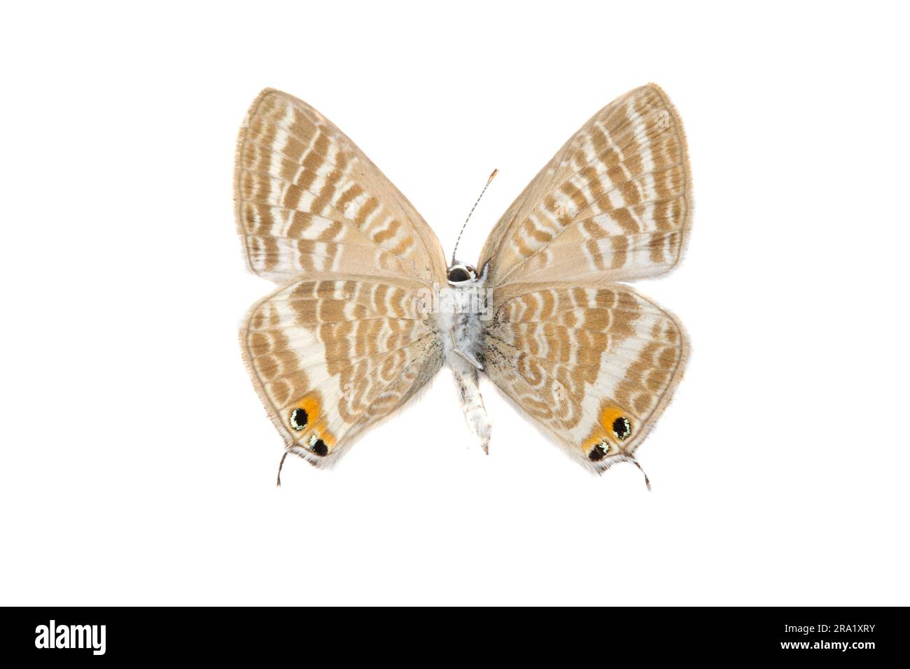 long-tailed blue (Lampides boeticus), female, underside, cut out, Spain Stock Photo