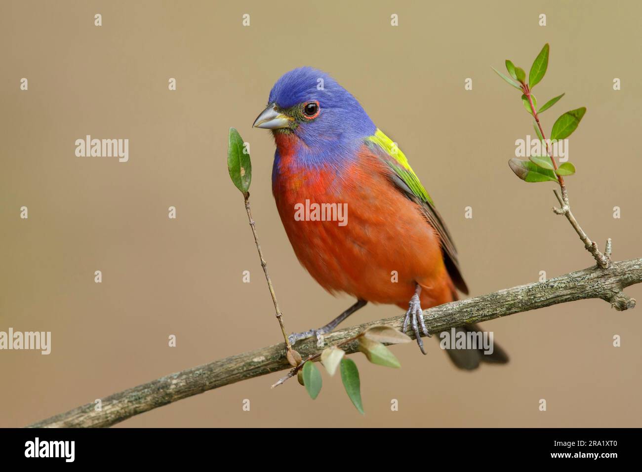 painted bunting (Passerina ciris), male perching on a branch, USA