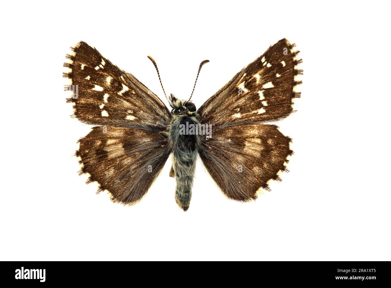 Oberthuer's Grizzled Skipper (Pyrgus armoricanus), upperside, cut out, France Stock Photo