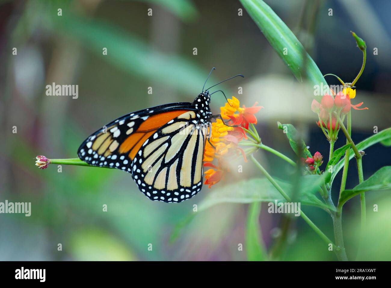 monarch butterfly monarch, milkweed, common tiger, wanderer, black-veined brown (Danaus plexippus), on a tropical milkweed, on the right a butterfly Stock Photo