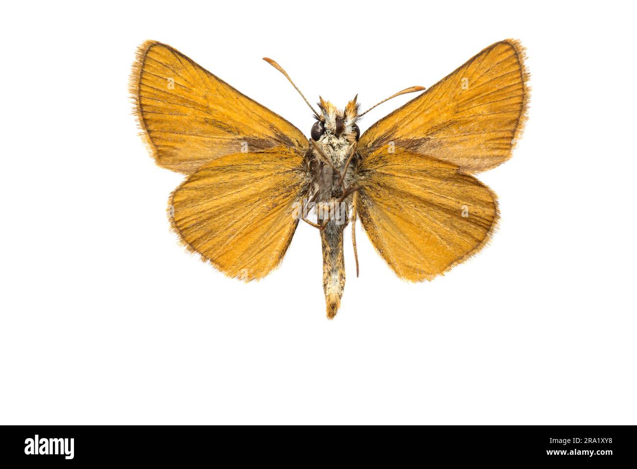 Lulworth skipper (Thymelicus acteon), female, underside, cut out, Netherlands Stock Photo
