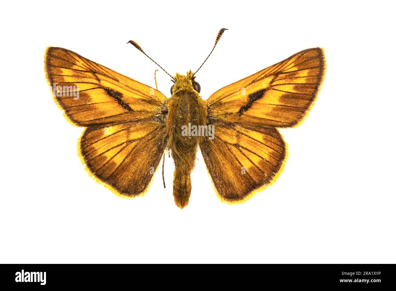 Large skipper (Ochlodes venatus, Ochlodes venata, Ochlodes sylvanus), male, upperside, cut out Stock Photo