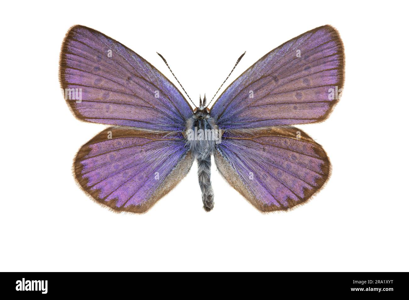 Reverdin's blue (Plebejus argyrognomon, Plebeius argyrognomon), male, upperside, cut out, France Stock Photo