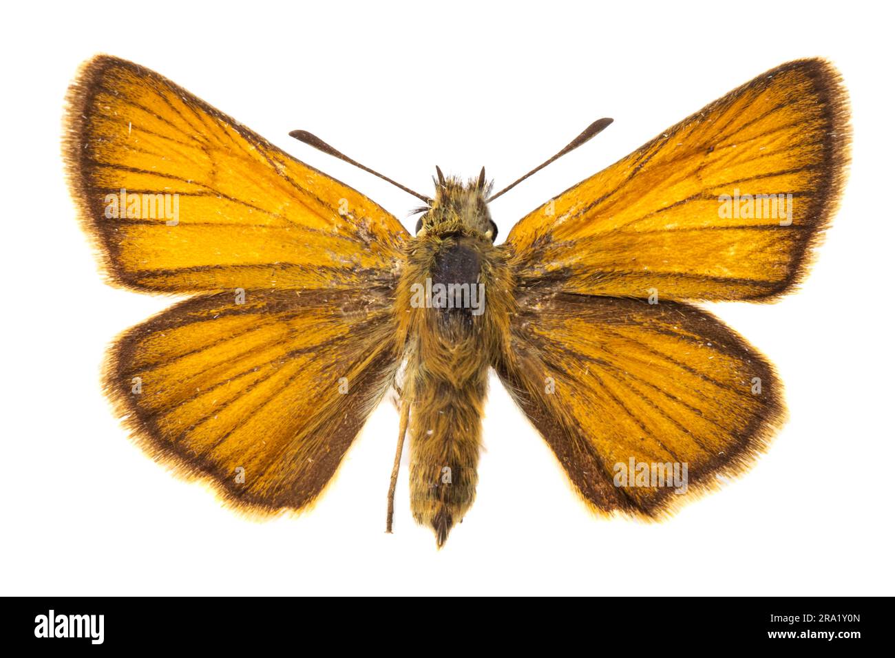 Essex skipper (Thymelicus lineolus, Thymelicus lineola), upperside, cut out, Netherlands Stock Photo
