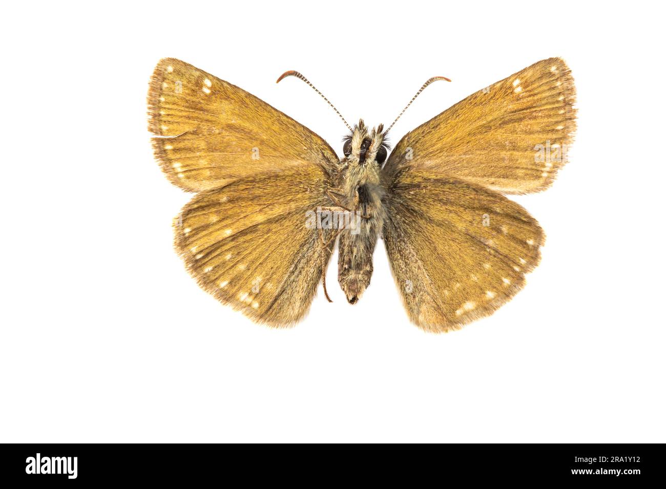dingy skipper (Erynnis tages), underside, cut out, France Stock Photo