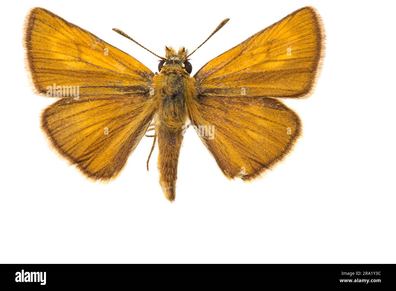 Lulworth skipper (Thymelicus acteon), female, upperside, cut out, Netherlands Stock Photo