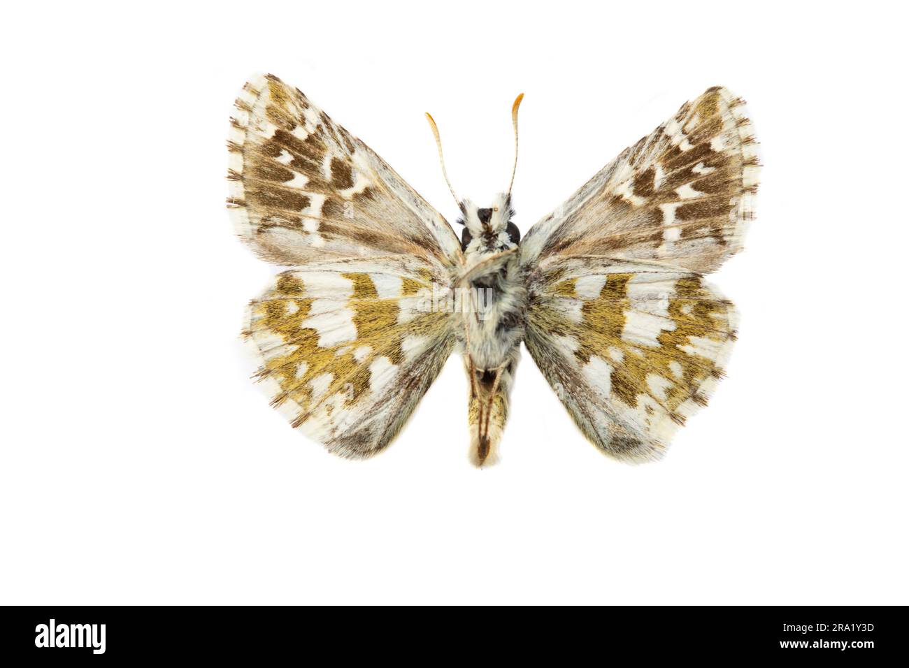 Oberthuer's Grizzled Skipper (Pyrgus armoricanus), male, underside, cut out, France Stock Photo