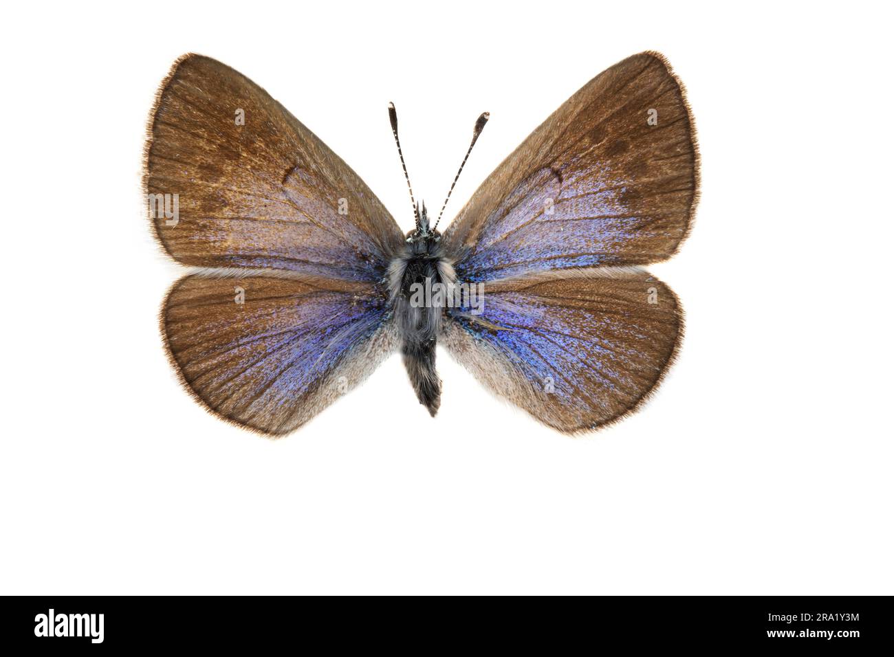 Green underside blue (Glaucopsyche alexis), female, upperside, cut out Stock Photo