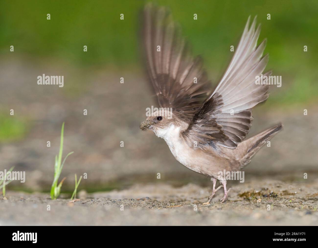 crag martin (Ptyonoprogne rupestris, Hirundo rupestris), starting from the ground with collected nesting material in the bill, side view, Italy Stock Photo