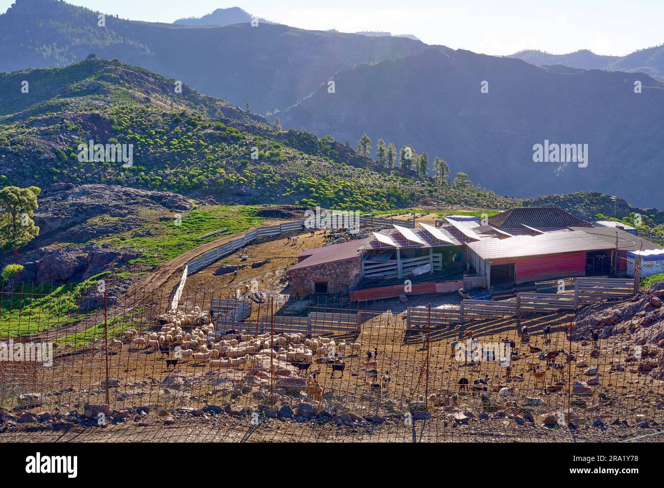 Large sheep and goat farm with cheese production in the mountains near Las Ninas , Canary Islands, Gran Canaria Stock Photo