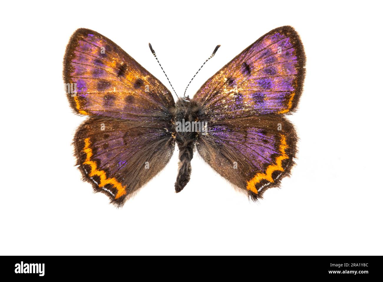Violet Copper (Lycaena helle), female, upperside, cut out Stock Photo