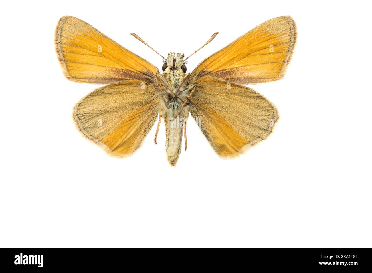 small skipper (Thymelicus sylvestris, Thymelicus flavus), female, underside, cut out, Netherlands Stock Photo