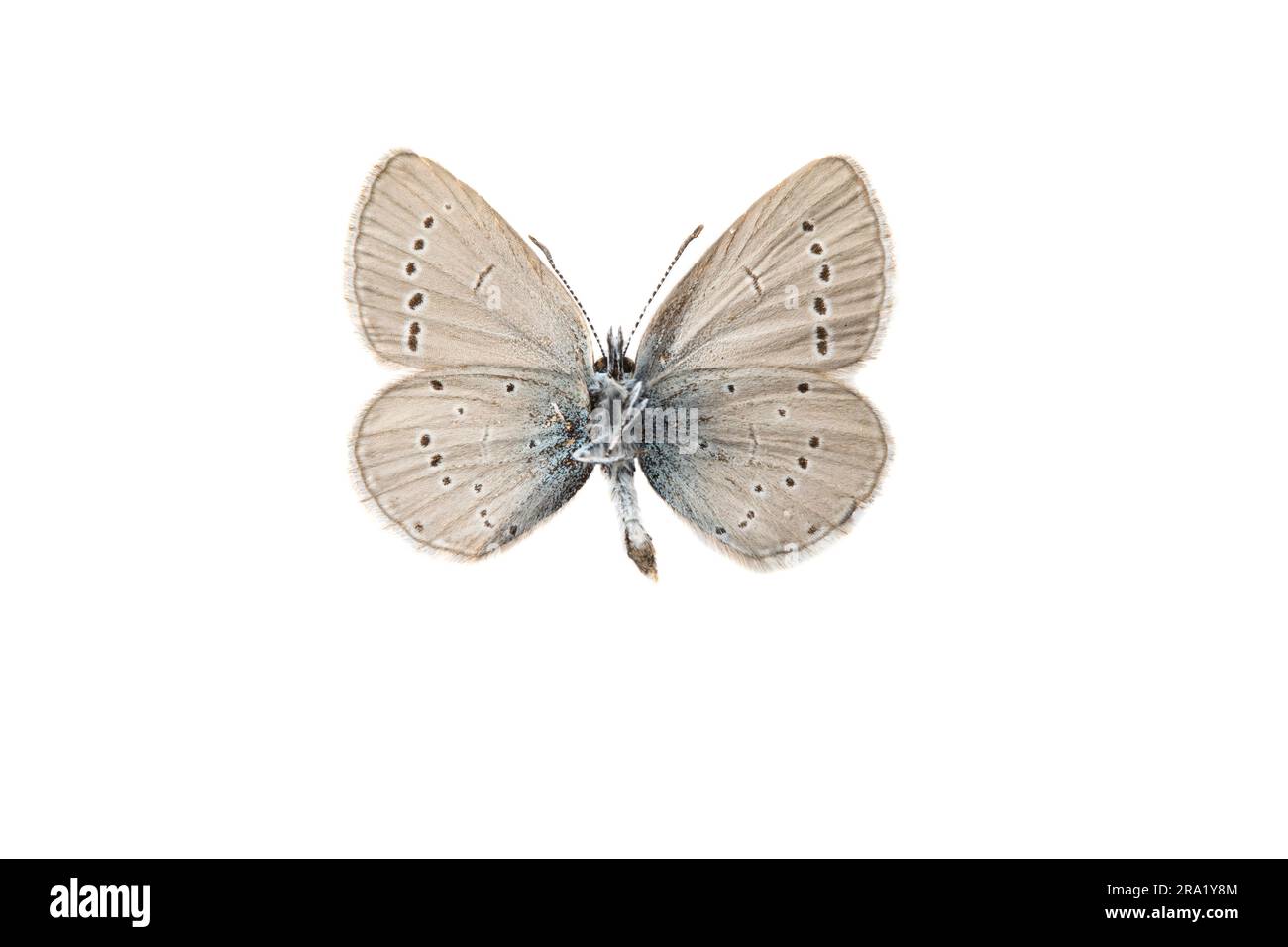 small blue (Cupido minimus), female, underside, cut out, France Stock Photo