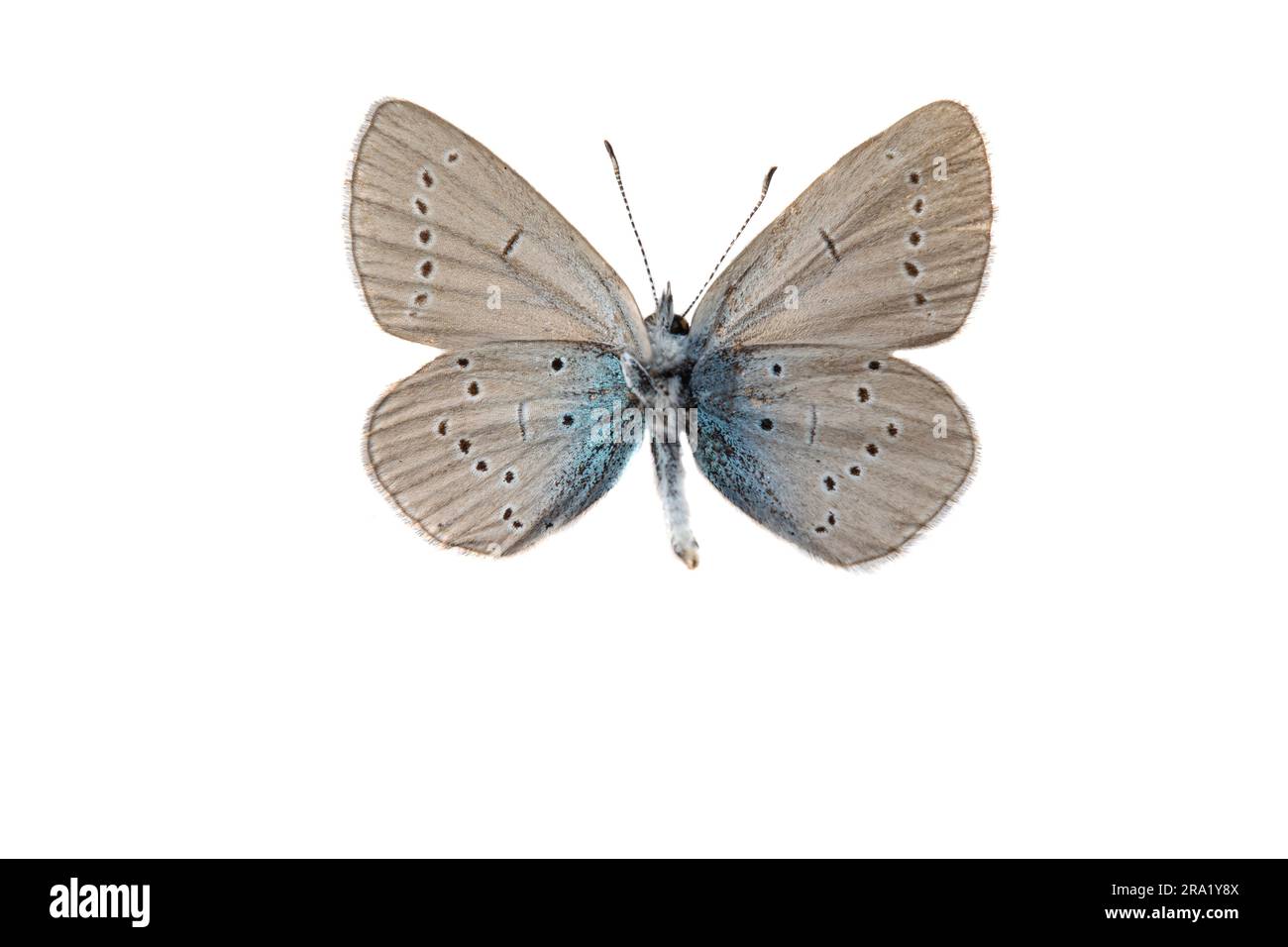 small blue (Cupido minimus), male, underside, cut out, France Stock Photo