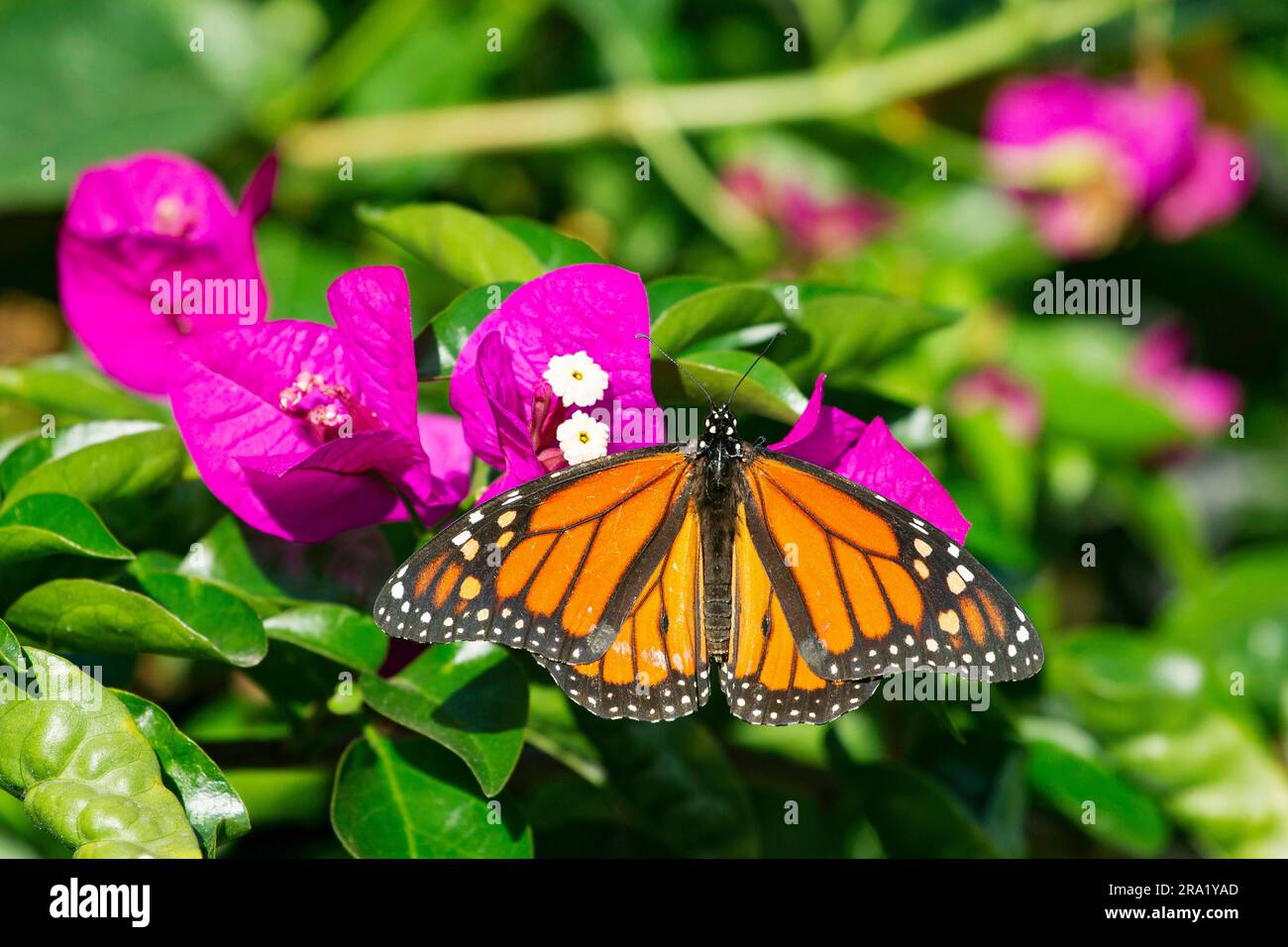 monarch butterfly monarch, milkweed, common tiger, wanderer, black