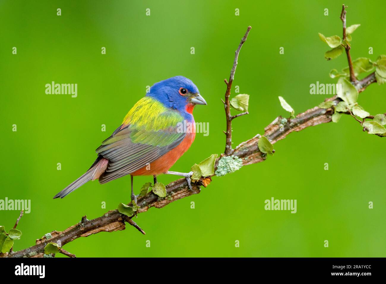 painted bunting (Passerina ciris), male perching on a branch, USA