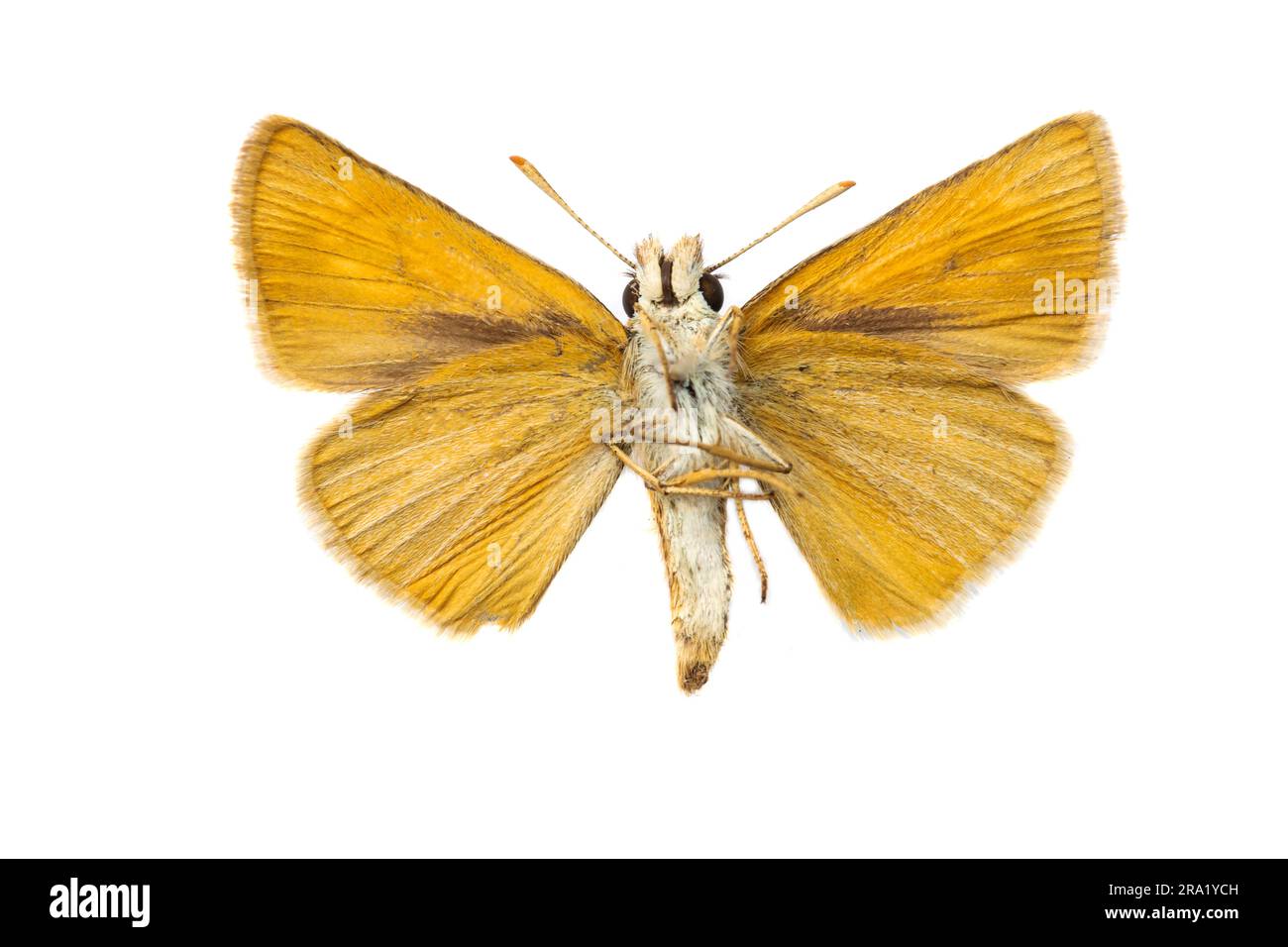 Lulworth skipper (Thymelicus acteon), female, underside, cut out, Europe Stock Photo