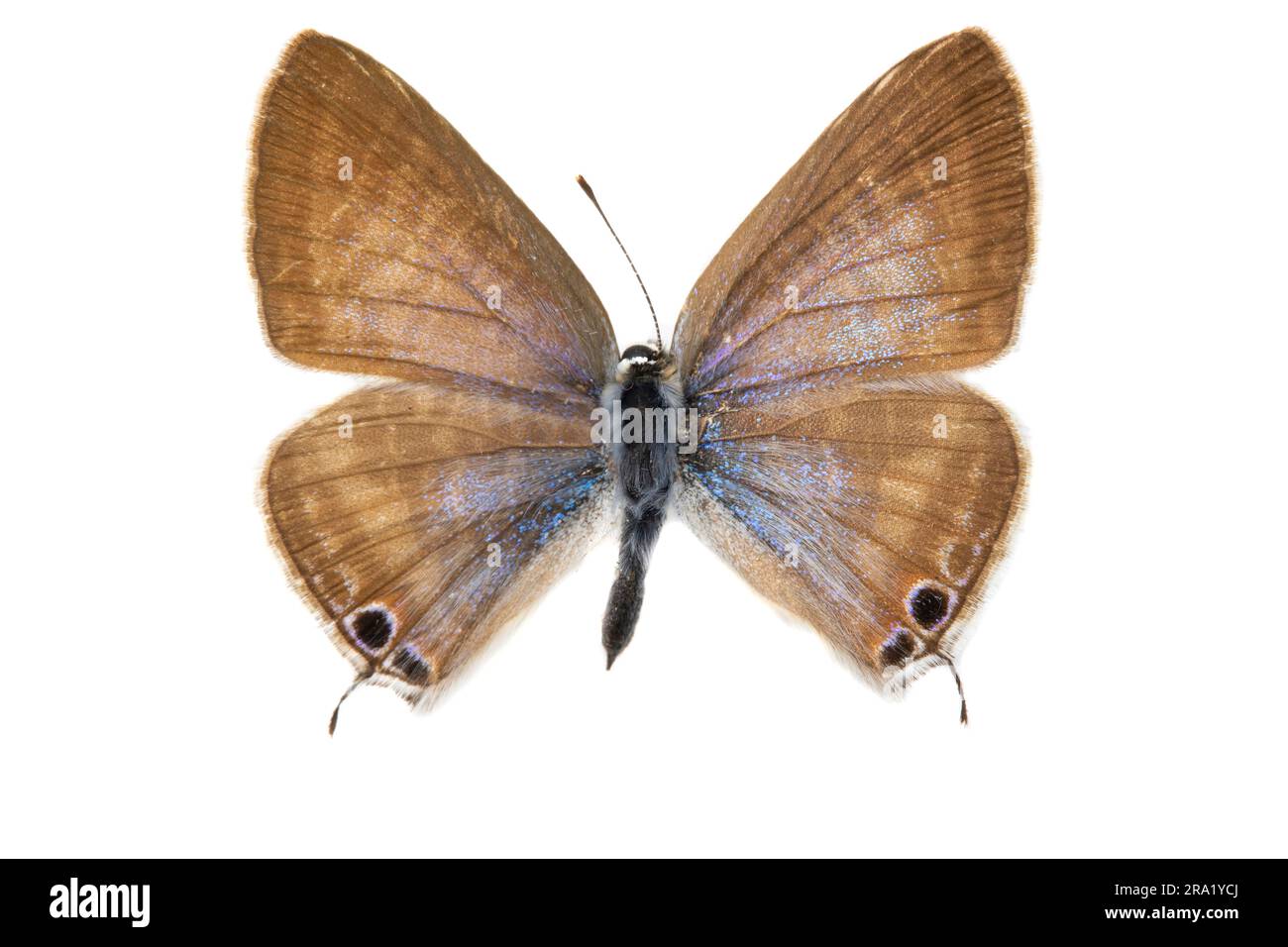 long-tailed blue (Lampides boeticus), female, upperside, cut out, Spain Stock Photo