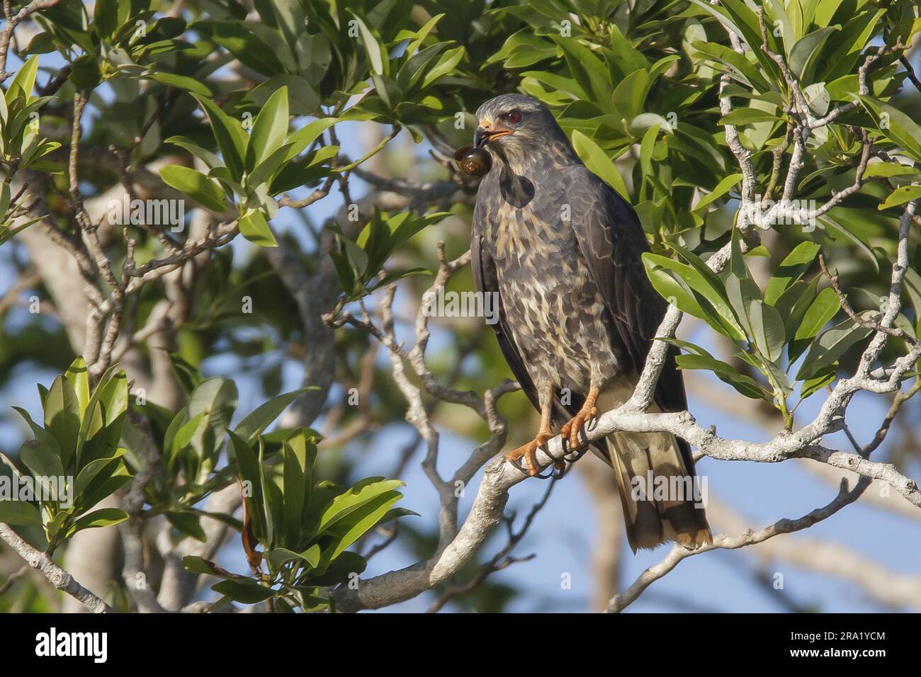 everglade kite (Rostrhamus sociabilis plumbeus), adult female sitting